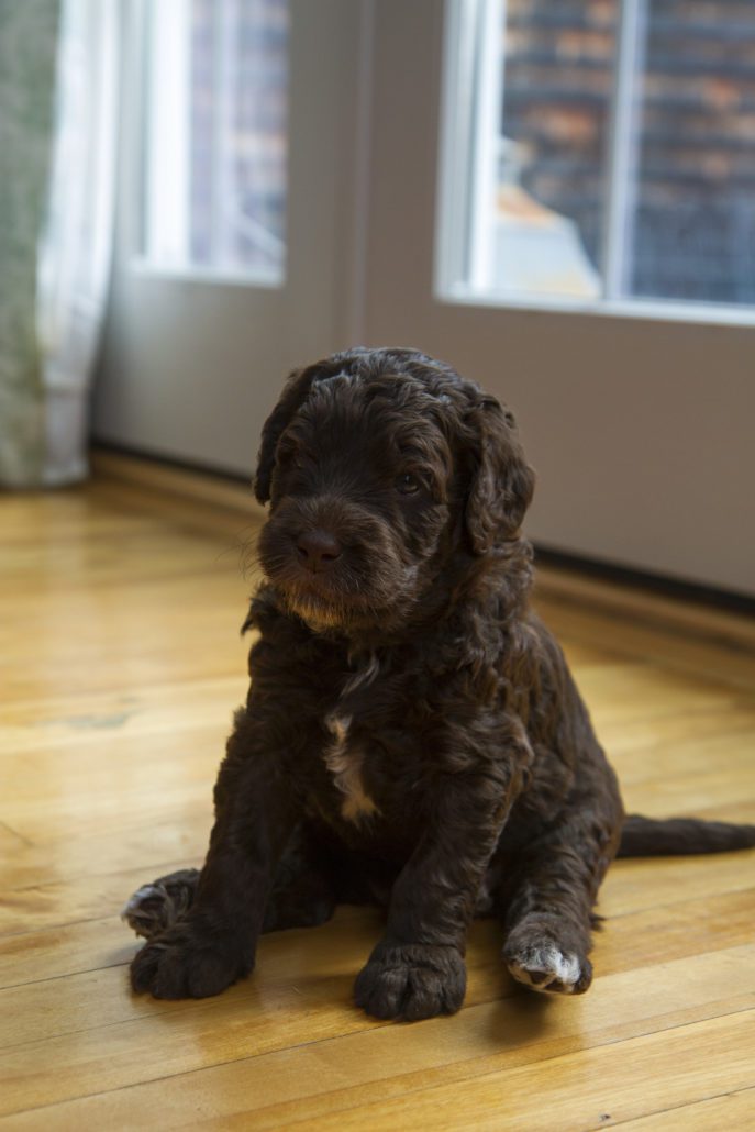 australian cobberdog breeders usa