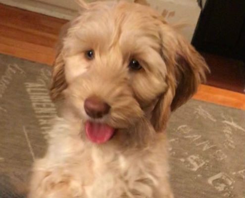 berkshire hills cobberdog