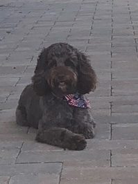 BELLA AT THE CAPE